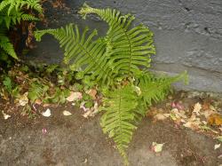 Dryopteris filix-mas ‘Cristata’. Mature plant with crested pinna apices.
 Image: L.R. Perrie © Leon Perrie CC BY-NC 3.0 NZ